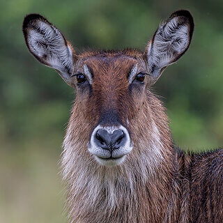 Soysambu - Waterbok
